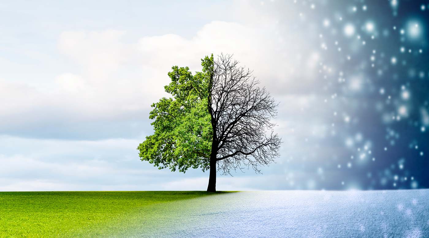 Bild von einem Baum zur Winterzeit und zur Frühlingszeit